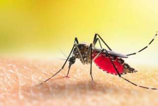 &iquest;C&oacute;mo prevenir la fiebre amarilla?
