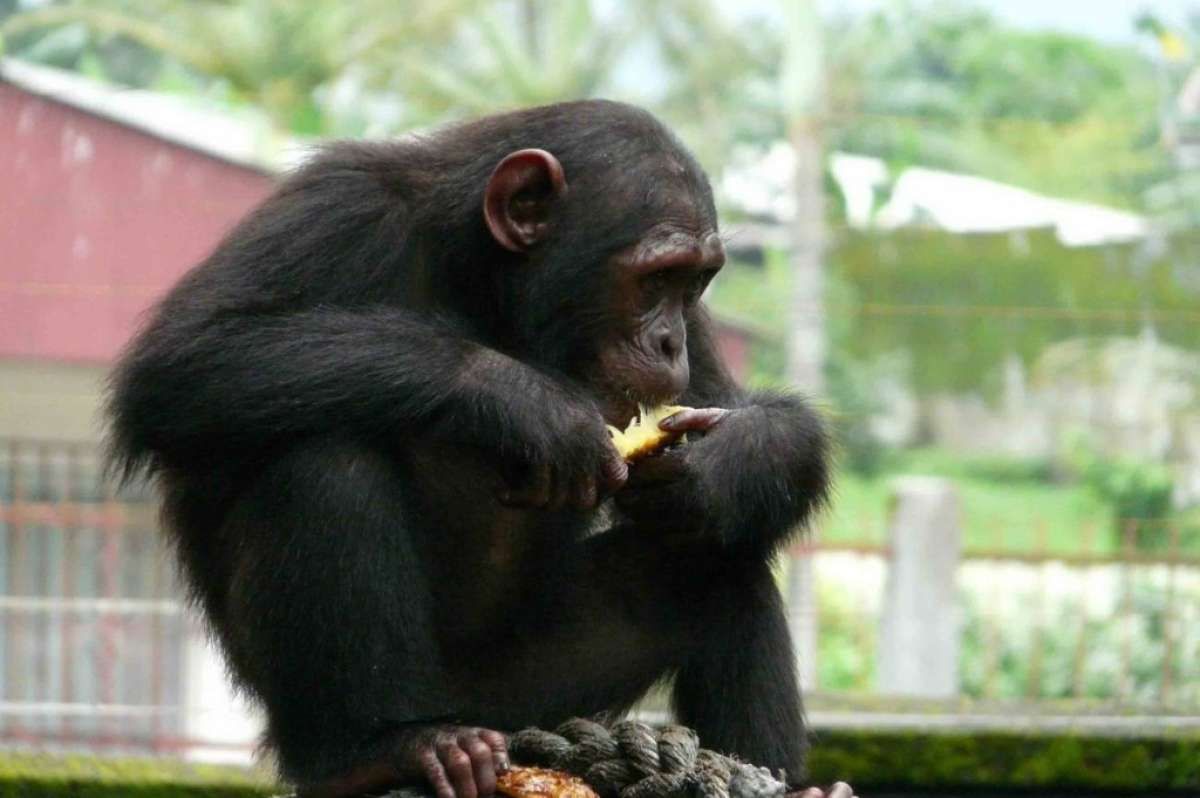 Un chimpanc&eacute; mostr&oacute; su inteligencia en Camer&uacute;n. 