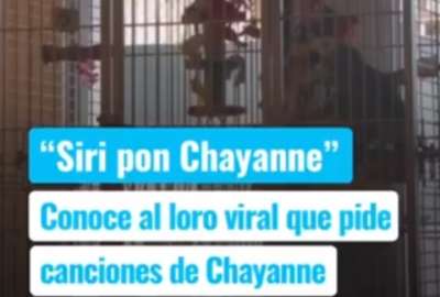 Loro pidiendo m&uacute;sica de Chayanne se vuelve viral