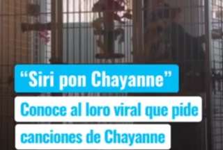 &iquest;El primer loro fan de Chayanne? Un ins&oacute;lito video se viraliza en TikTok