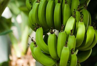 Cuatro exportadoras fueron denuncias por no pagar el precio m&iacute;nimo de sustentaci&oacute;n de la caja de banano