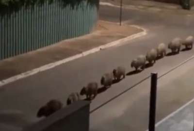 #Viral | Video capt&oacute; el &ldquo;desfile&rdquo; de unas capibaras