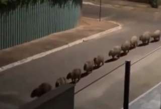 #Viral | Video capt&oacute; el &ldquo;desfile&rdquo; de unas capibaras