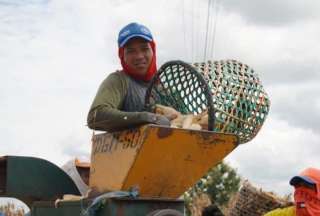 Precio del ma&iacute;z duro se fija en USD 16,33 para los productores
