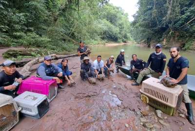 En 2022 se realizaron 165 liberaciones de fauna silvestre en la Amazon&iacute;a