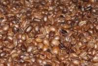 Galápagos: se restringe el ingreso de café tostado y molido