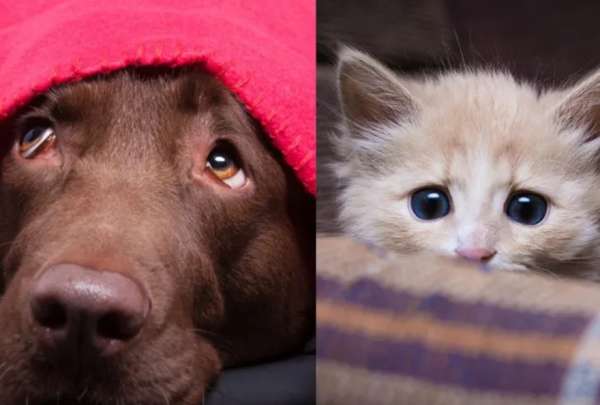 Piden voluntarios para calmar el estr&eacute;s de perros y gatos por el estruendo del 4 de julio