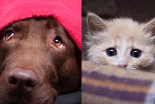 Piden voluntarios para calmar el estr&eacute;s de perros y gatos por el estruendo del 4 de julio