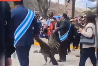 Un c&oacute;ndor fue encadenado y arrastrado durante una celebraci&oacute;n en Per&uacute;
