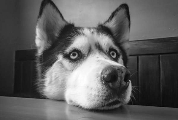&iquest;En verdad habla? Un Husky sorprende en redes sociales.