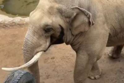 Este elefante est&aacute; robando los corazones de internautas en redes sociales.
