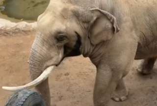 Elefante conquista redes al devolver un zapato a un ni&ntilde;o