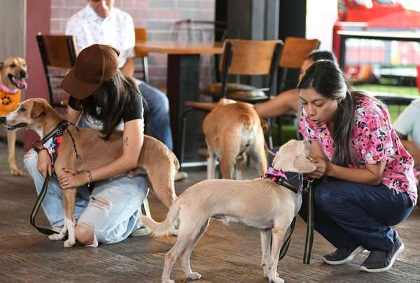 La Direcci&oacute;n de Bienestar Animal de Guayaquil indic&oacute; que han rescatado 2.096 mascotas desde mayo de 2023 a mayo de 2024.