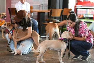 En Guayaquil, rescataron 2.096 mascotas en un a&ntilde;o