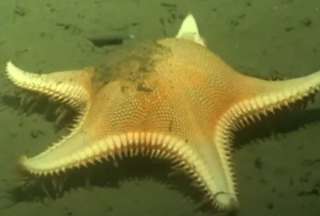 &iexcl;Asombroso! Hallan una estrella de mar "caminando" en la profundidad del mar