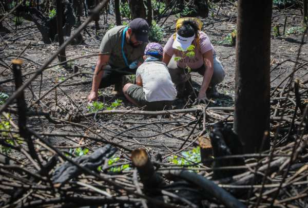 Las familias se juntaron en el parque Metropolitano de Quito para plantar &aacute;rboles en zonas destruidas por un incendio forestal.