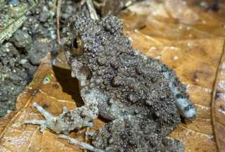 Este es el sapito boc&oacute;n amaz&oacute;nico que habita Ecuador