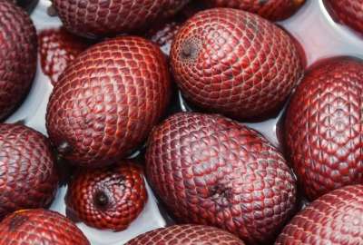 Ecuador export&oacute; morete por primera vez