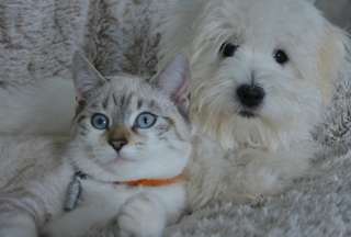&iquest;Por qu&eacute; no se debe regalar mascotas en Navidad?