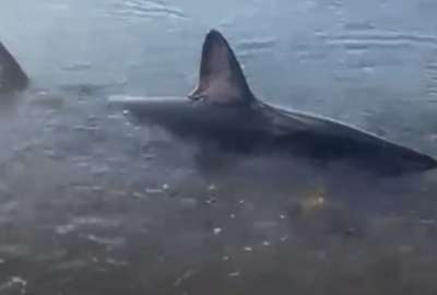 Residentes de Jab&aacute;rovsk ayudaron a un tibur&oacute;n varado a volver al agua