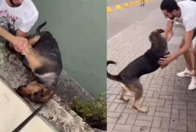 El animal agradeci&oacute; con saltos y lamidos tras ser salvado. 