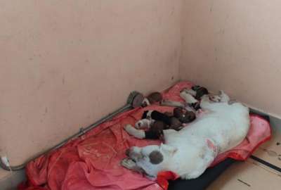 El Servicio Nacional de Atenci&oacute;n Integral a Personas Adultas Privadas de Libertad y a Adolescentes Infractores (SNAI) respondi&oacute; a una denuncia difundida en redes sociales sobre un supuesto caso de maltrato animal en el Centro de Privaci&oacute;n de Libertad (CPL) Guayas N.&deg;3.