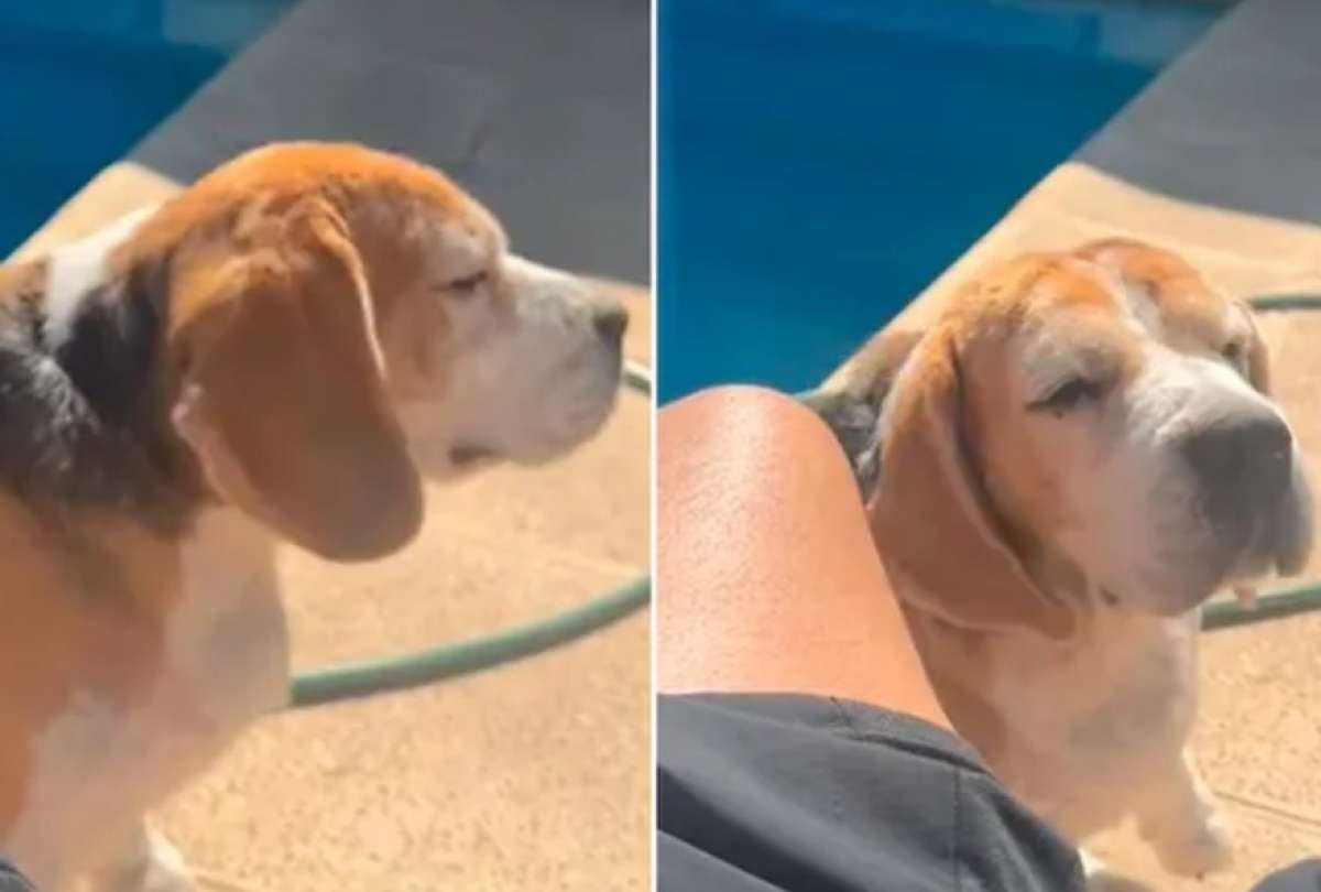 Un perrito beagle se hizo viral tras bailar al ritmo de Bad Bunny.