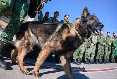 Proteo, perro rescatista, viaj&oacute; con el equipo mexicano para ayudar en las labores de rescate de las v&iacute;ctimas del terremoto de 7,8 grados en Turqu&iacute;a.