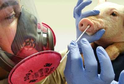 Reino Unido: Primer caso de nuevo tipo de gripe porcina en humanos