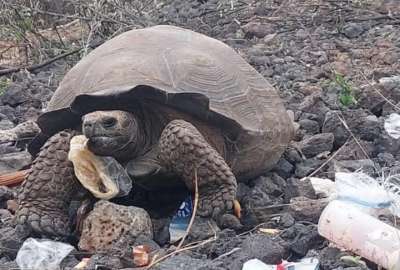 Fotograf&iacute;as y videos muestran como las tortugas confunden la basura con su alimento.