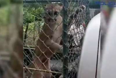 Polic&iacute;a rescata a puma capturado en una vivienda en Loja