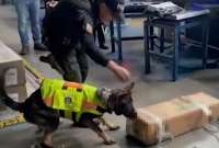 Policía Nacional decomisó 35 kilos de droga en el aeropuerto Mariscal Sucre