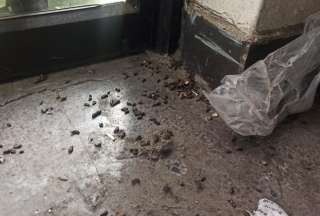 Panader&iacute;a en Cuenca es clausurada por presencia de heces de roedor