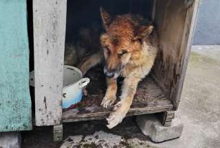 Una persona fue multada con USD 4.600 por causar sufrimiento a un perro