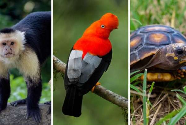 En el pa&iacute;s se rescataron 225 especies que iban a ser traficadas, entre ellas, tortugas, loros, pericos y monos chorongos.