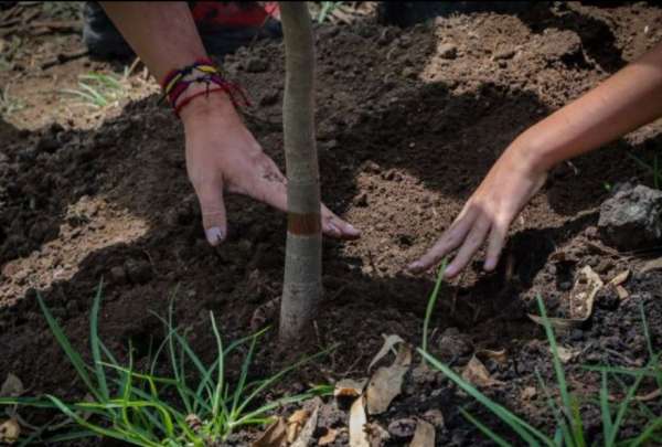 Cuatro especies de &aacute;rboles ser&aacute;n sembradas en cinco hect&aacute;reas afectadas por los incendios en el Panecillo.&nbsp;