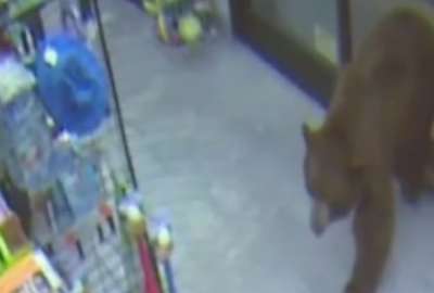 Jap&oacute;n: Oso atac&oacute; al empleado de un supermercado por comida 