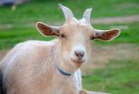 Animales domésticos como las cabras son empleadas en sacrificios rituales.