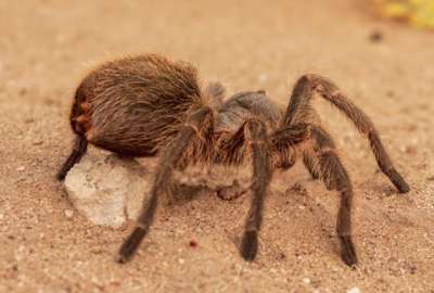 Detienen a un hombre por causar un incendio forestal al intentar matar una ara&ntilde;a en EEUU
