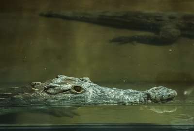Dos cocodrilos llegan al zool&oacute;gico de Quito