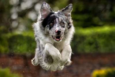 Trucos b&aacute;sicos para entrenar a tu perrito en casa