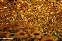 La exhibición Van Gogh Vivo (real + inmersivo)’, llega a Quito para conocer la obra y vida del artista holandés