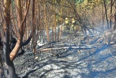 Los incendi&oacute;s en la capital han consumido varias hect&aacute;reas de bosques. 