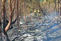 Los incendiós en la capital han consumido varias hectáreas de bosques.
