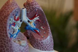 Crean un "robot serpiente" que podr&iacute;a tratar el c&aacute;ncer de pulm&oacute;n