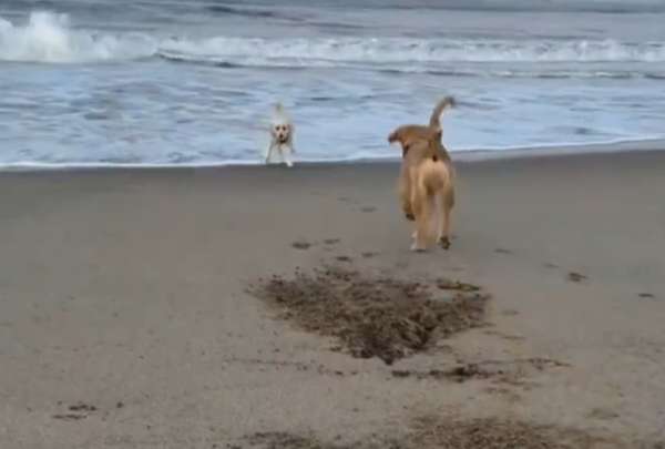 Un perro pasa la pelota a otro que tiene miedo a las olas. &iexcl;M&iacute;ralo!