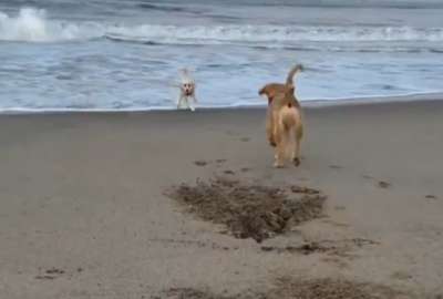 Un perro pasa la pelota a otro que tiene miedo a las olas. &iexcl;M&iacute;ralo!
