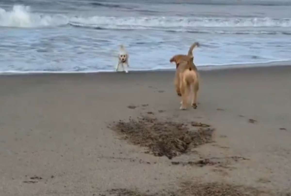 Un perro pasa la pelota a otro que tiene miedo a las olas. ¡Míralo!