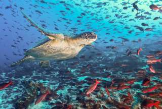 Todo lo que debes saber sobre la ampliaci&oacute;n de la Reserva Marina de Gal&aacute;pagos