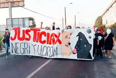 El hecho caus&oacute; el repudio de los estudiantes, no solo de la facultar de veterinaria, sino de todas las dem&aacute;s carreras de la Universidad del Alba. 